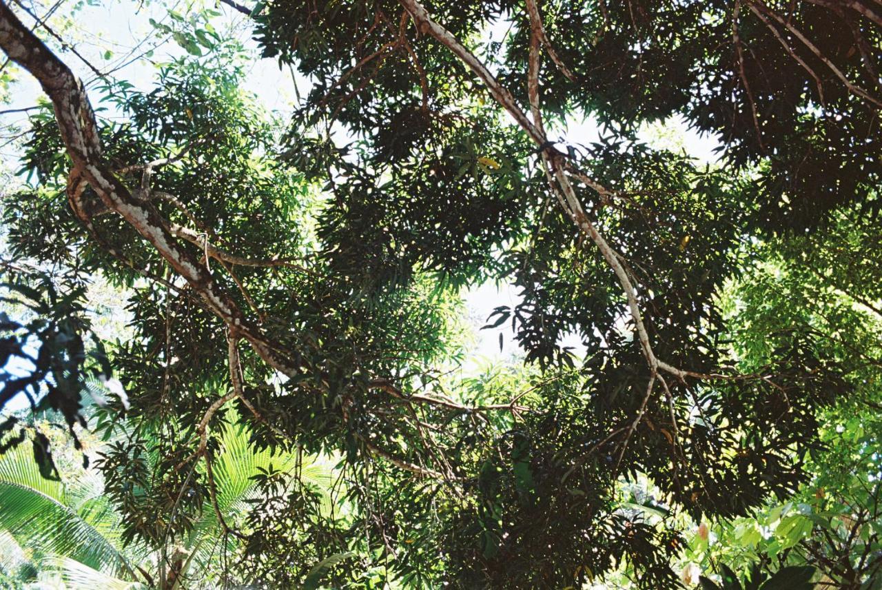 Finca Vela Lodge Bocas Town Ngoại thất bức ảnh